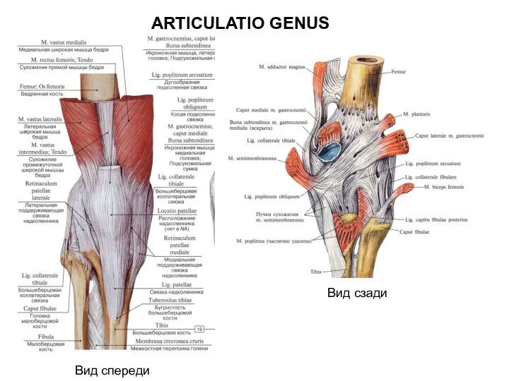 ARTICULATIO GENUS Вид сзади Вид спереди