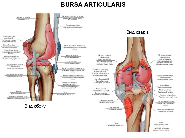 BURSA ARTICULARIS Вид сзади Вид сбоку