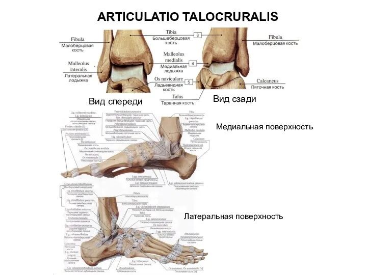 ARTICULATIO TALOCRURALIS Вид сзади Вид спереди Медиальная поверхность Латеральная поверхность