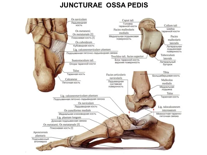 JUNCTURAE OSSA PEDIS