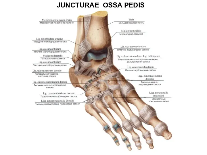 JUNCTURAE OSSA PEDIS