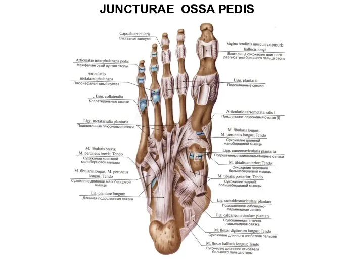 JUNCTURAE OSSA PEDIS