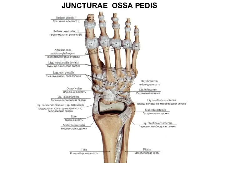 JUNCTURAE OSSA PEDIS