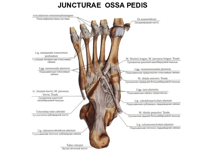 JUNCTURAE OSSA PEDIS