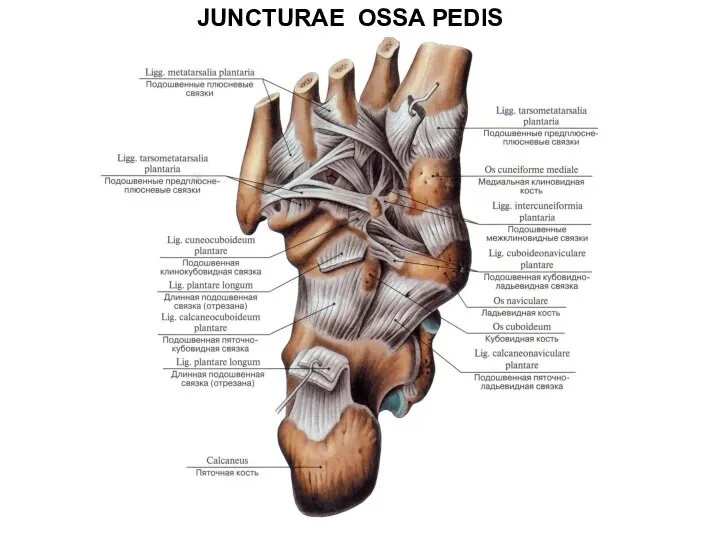 JUNCTURAE OSSA PEDIS