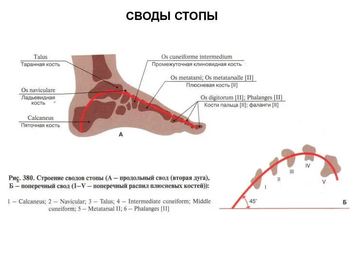 СВОДЫ СТОПЫ