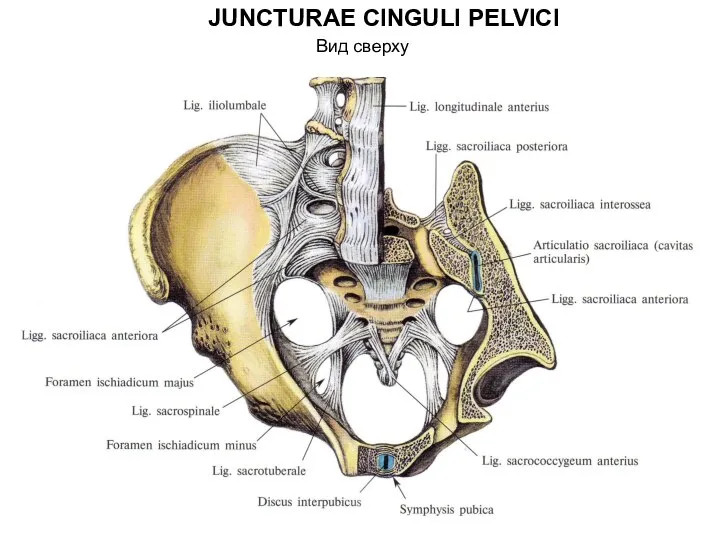 JUNCTURAE CINGULI PELVICI Вид сверху