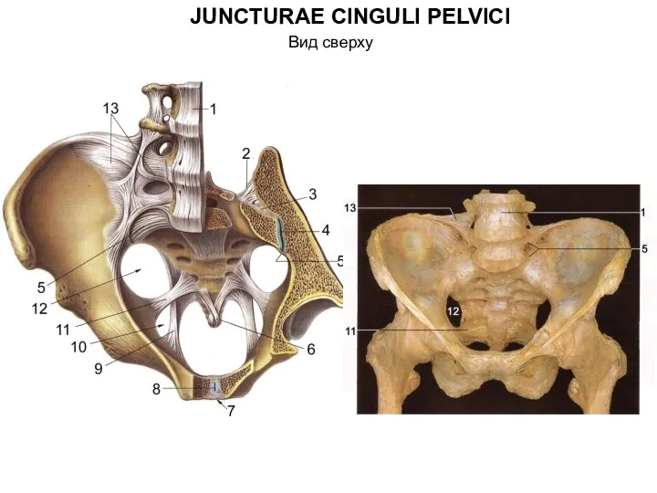 JUNCTURAE CINGULI PELVICI Вид сверху