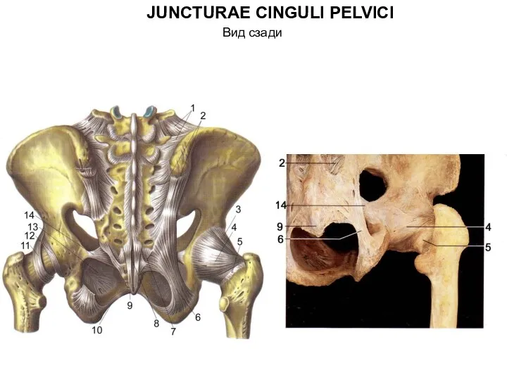 JUNCTURAE CINGULI PELVICI Вид сзади