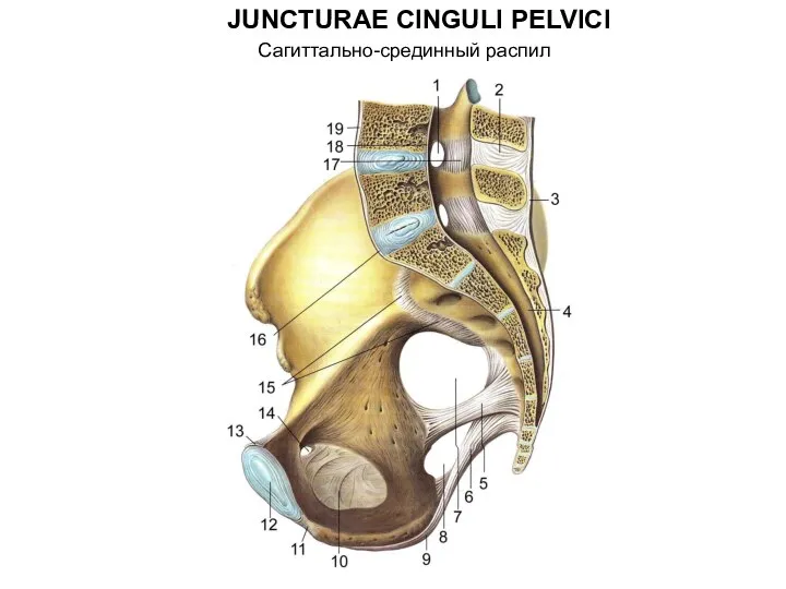 JUNCTURAE CINGULI PELVICI Сагиттально-срединный распил