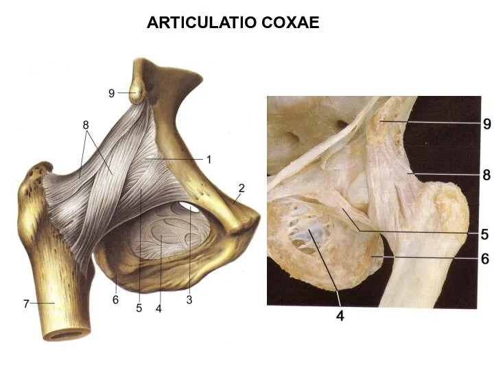 ARTICULATIO COXAE