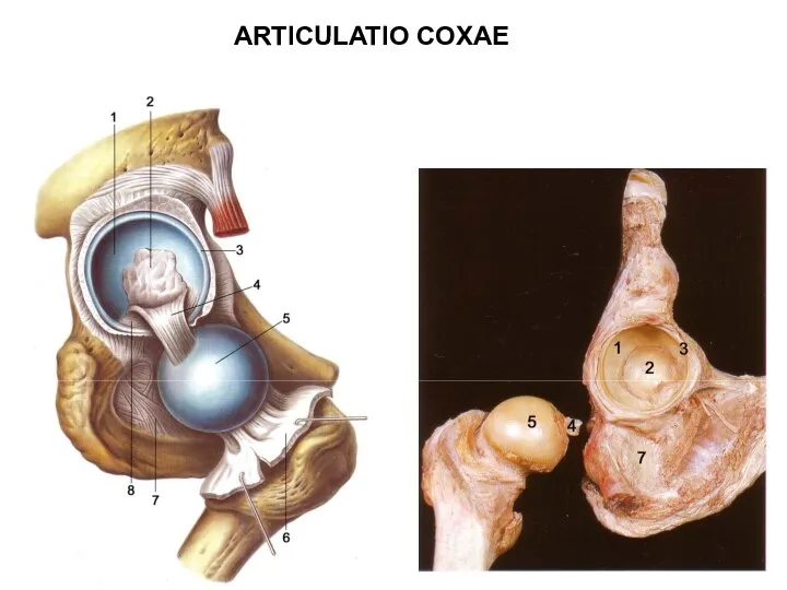 ARTICULATIO COXAE