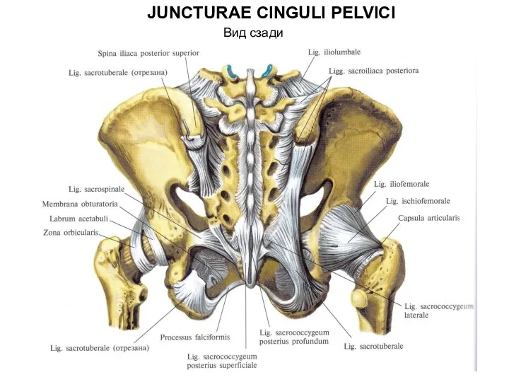 JUNCTURAE CINGULI PELVICI Вид сзади