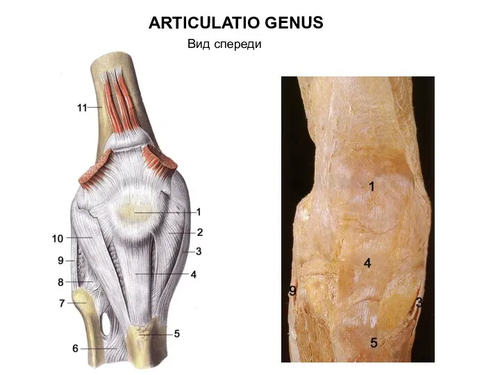 ARTICULATIO GENUS Вид спереди