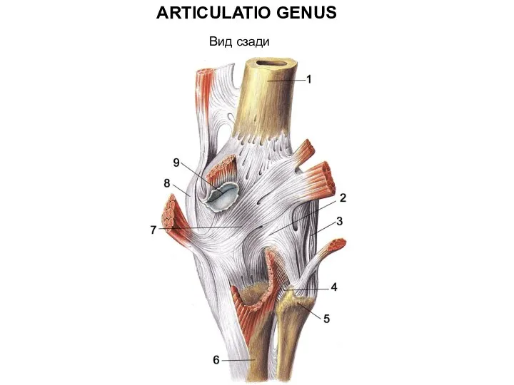 ARTICULATIO GENUS Вид сзади