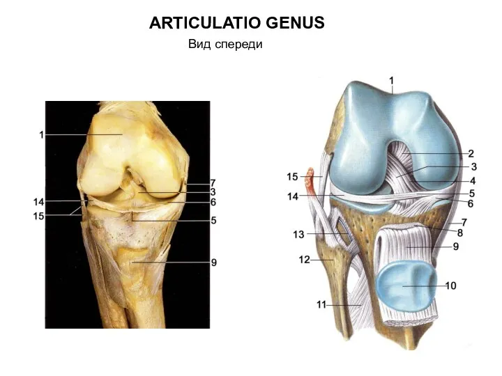 ARTICULATIO GENUS Вид спереди