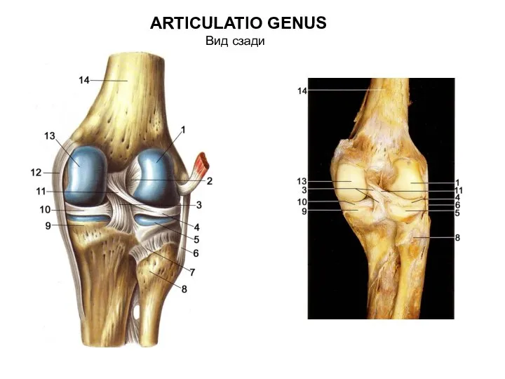 ARTICULATIO GENUS Вид сзади