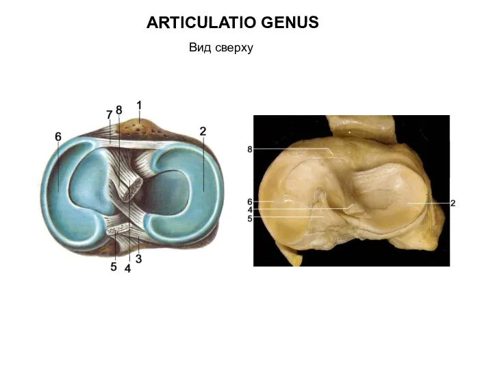 ARTICULATIO GENUS Вид сверху