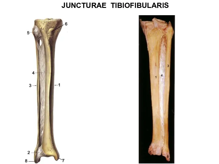 JUNCTURAE TIBIOFIBULARIS