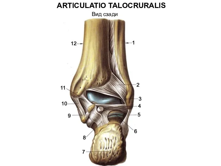 ARTICULATIO TALOCRURALIS Вид сзади