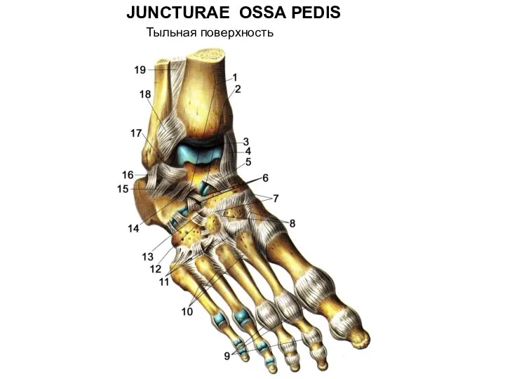 JUNCTURAE OSSA PEDIS Тыльная поверхность