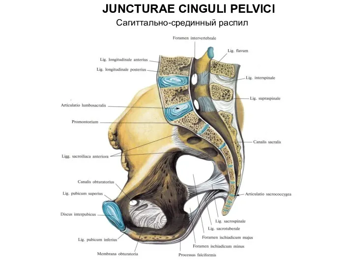 JUNCTURAE CINGULI PELVICI Сагиттально-срединный распил