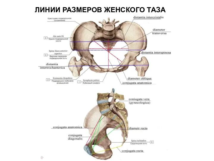 ЛИНИИ РАЗМЕРОВ ЖЕНСКОГО ТАЗА