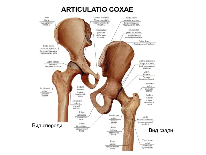 ARTICULATIO COXAE Вид спереди Вид сзади