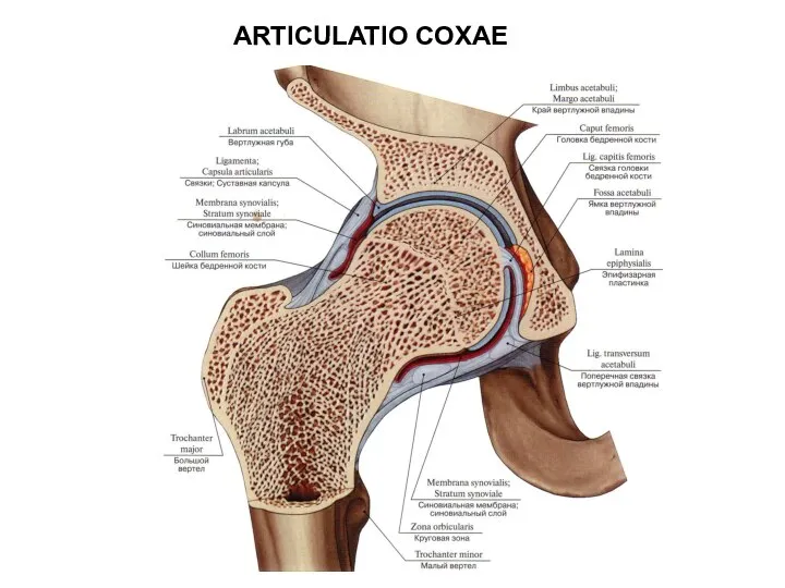 ARTICULATIO COXAE