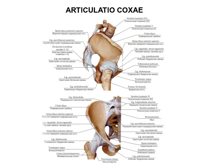 ARTICULATIO COXAE