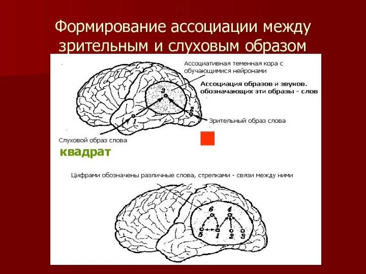 Формирование ассоциации между зрительным и слуховым образом квадрат