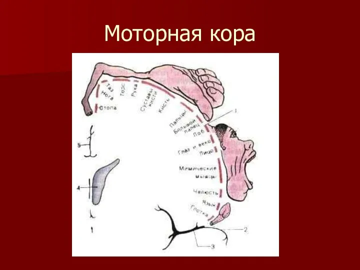 Моторная кора