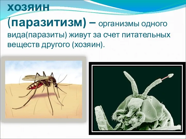 Отношения паразит- хозяин (паразитизм) – организмы одного вида(паразиты) живут за счет питательных веществ другого (хозяин).