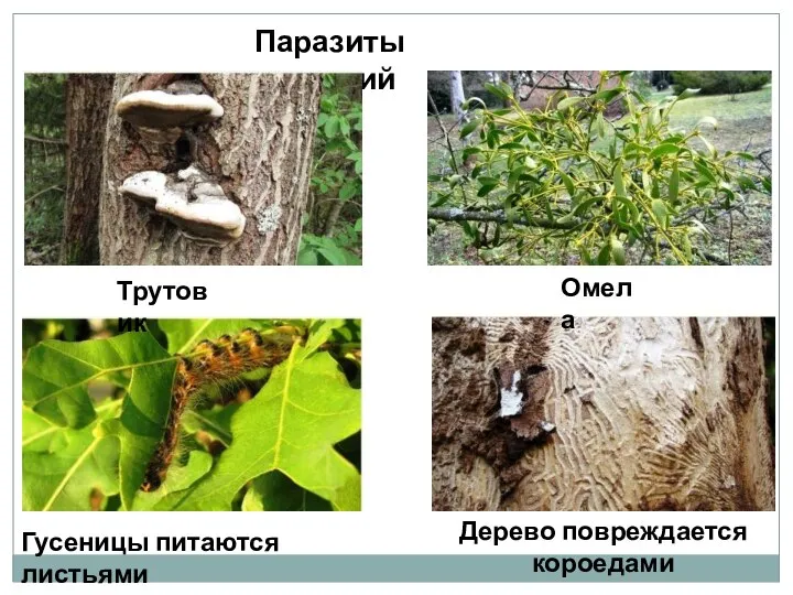 Паразиты растений Трутовик Омела Гусеницы питаются листьями Дерево повреждается короедами