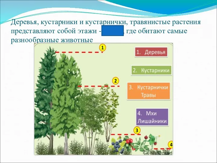 Деревья, кустарники и кустарнички, травянистые растения представляют собой этажи - ярусы, где обитают самые разнообразные животные