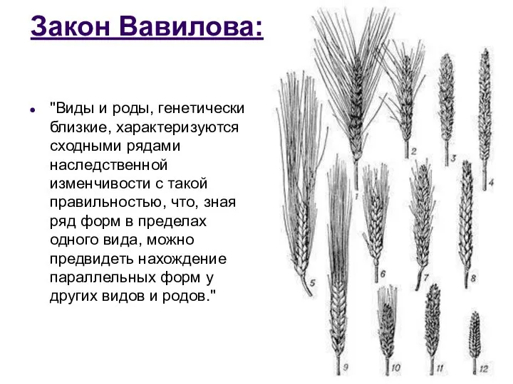 Закон Вавилова: "Виды и роды, генетически близкие, характеризуются сходными рядами наследственной