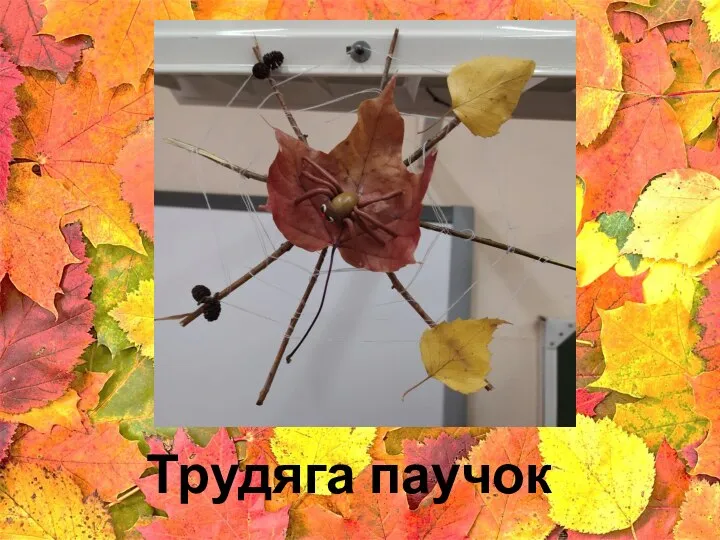 Трудяга паучок