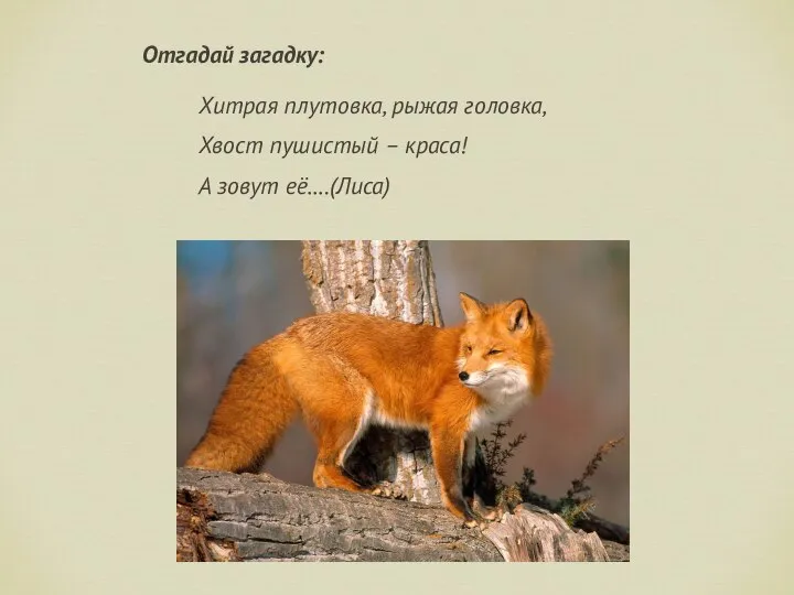 Отгадай загадку: Хитрая плутовка, рыжая головка, Хвост пушистый – краса! А зовут её….(Лиса)