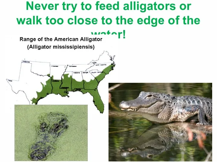 Never try to feed alligators or walk too close to the edge of the water!