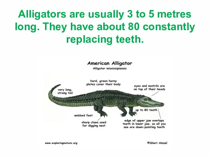 Alligators are usually 3 to 5 metres long. They have about 80 constantly replacing teeth.