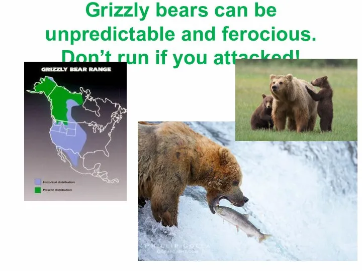 Grizzly bears can be unpredictable and ferocious. Don’t run if you attacked!