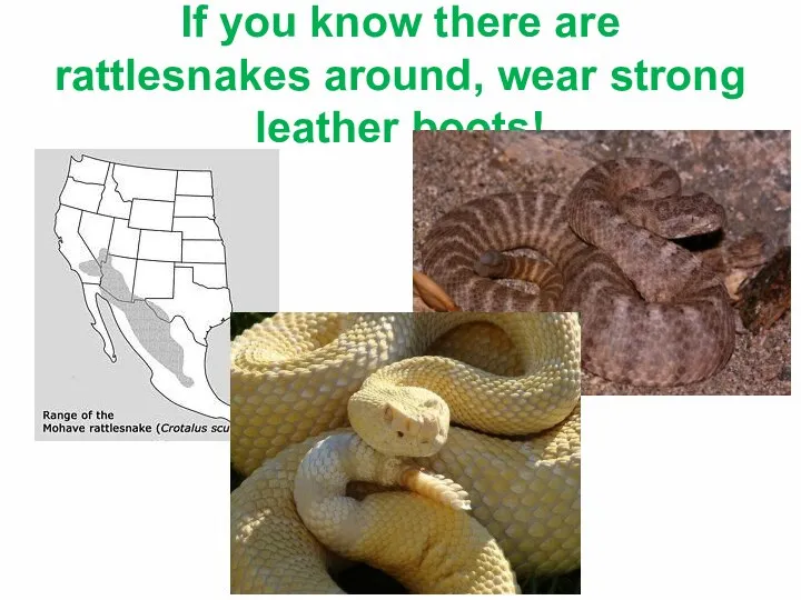 If you know there are rattlesnakes around, wear strong leather boots!