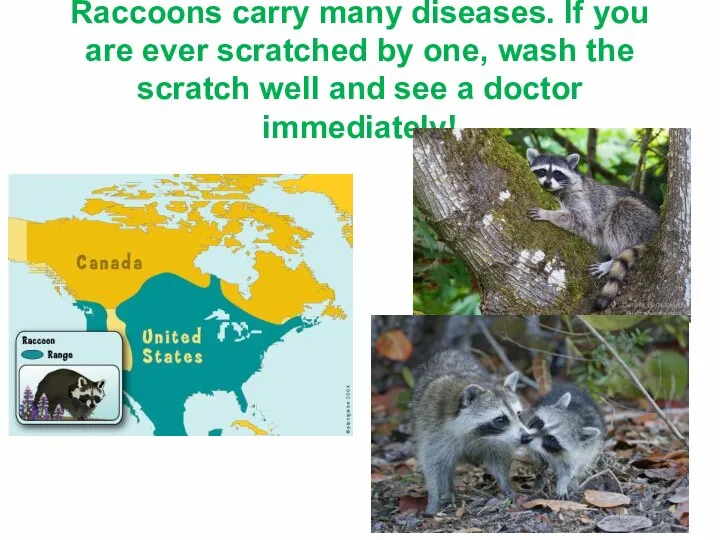 Raccoons carry many diseases. If you are ever scratched by one,