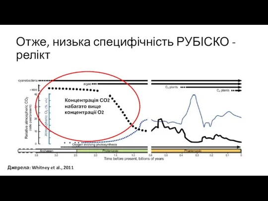 Отже, низька специфічність РУБІСКО - релікт Джерела: Whitney et al., 2011