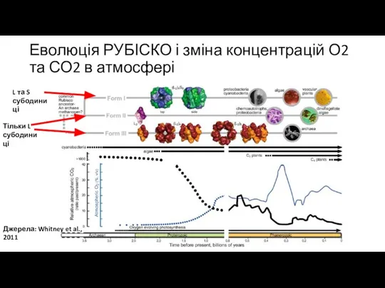 Еволюція РУБІСКО і зміна концентрацій О2 та СО2 в атмосфері Джерела: Whitney et al., 2011