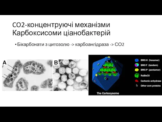 CO2-концентруючі механізми Карбоксисоми ціанобактерій Бікарбонати з цитозолю -> карбоангідраза -> СО2