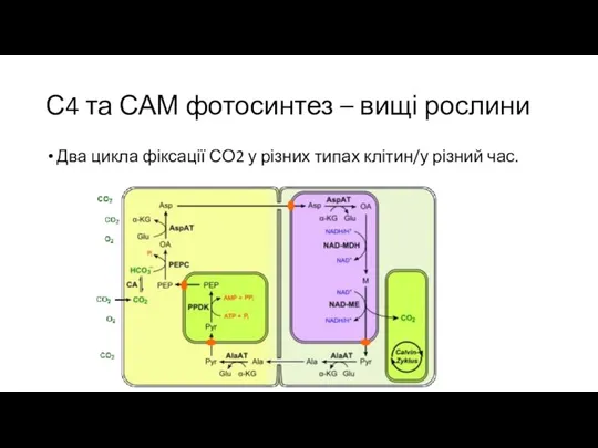 С4 та САМ фотосинтез – вищі рослини Два цикла фіксації СО2