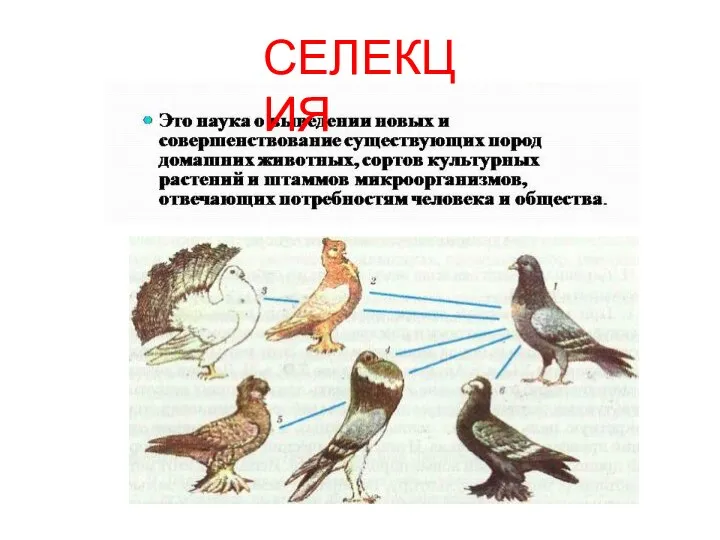 СЕЛЕКЦИЯ