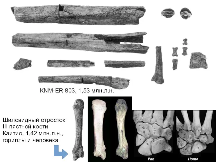 KNM-ER 803, 1,53 млн.л.н. Шиловидный отросток III пястной кости Каитио, 1,42 млн.л.н., гориллы и человека