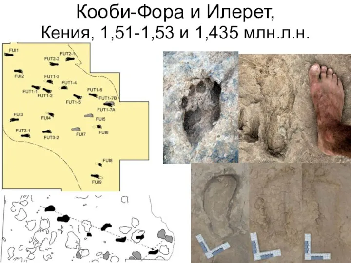 Кооби-Фора и Илерет, Кения, 1,51-1,53 и 1,435 млн.л.н.